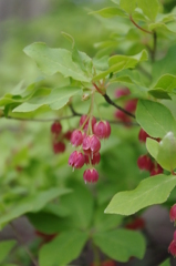 何の植物？