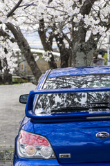 Pleiades in cherry blossoms. 桜の中のスバル