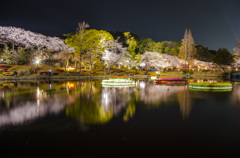 対岸の桜模様