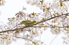 桜の中で