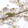 桜の中で