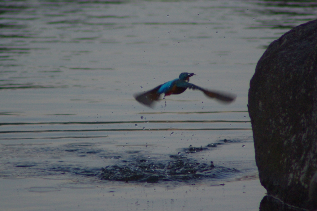 king fisher