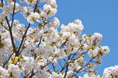 造幣局桜の通り抜け_01