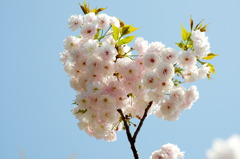 造幣局桜の通り抜け_02