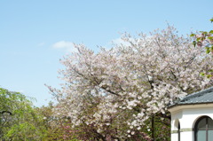 造幣局桜の通り抜け_04