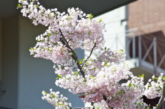 造幣局桜の通り抜け_03