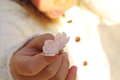 桜の花びら