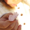 桜の花びら