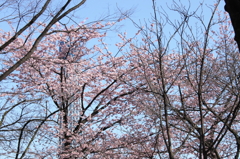 桜とツリー