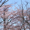 桜とツリー