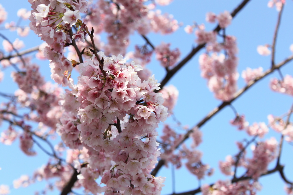 桜