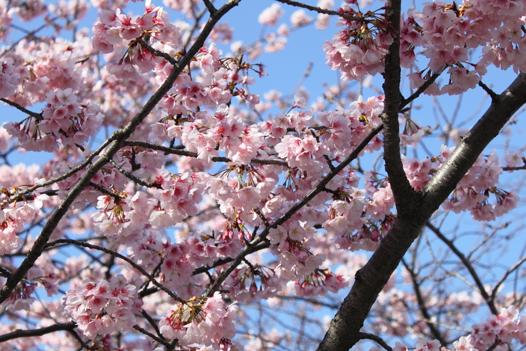 桜