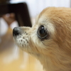 だから、だめだって