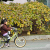 自転車