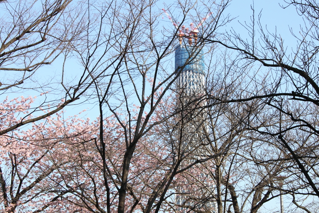 桜ツリー…には、未だ早いかっ