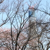桜ツリー…には、未だ早いかっ