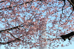 桜とツリー