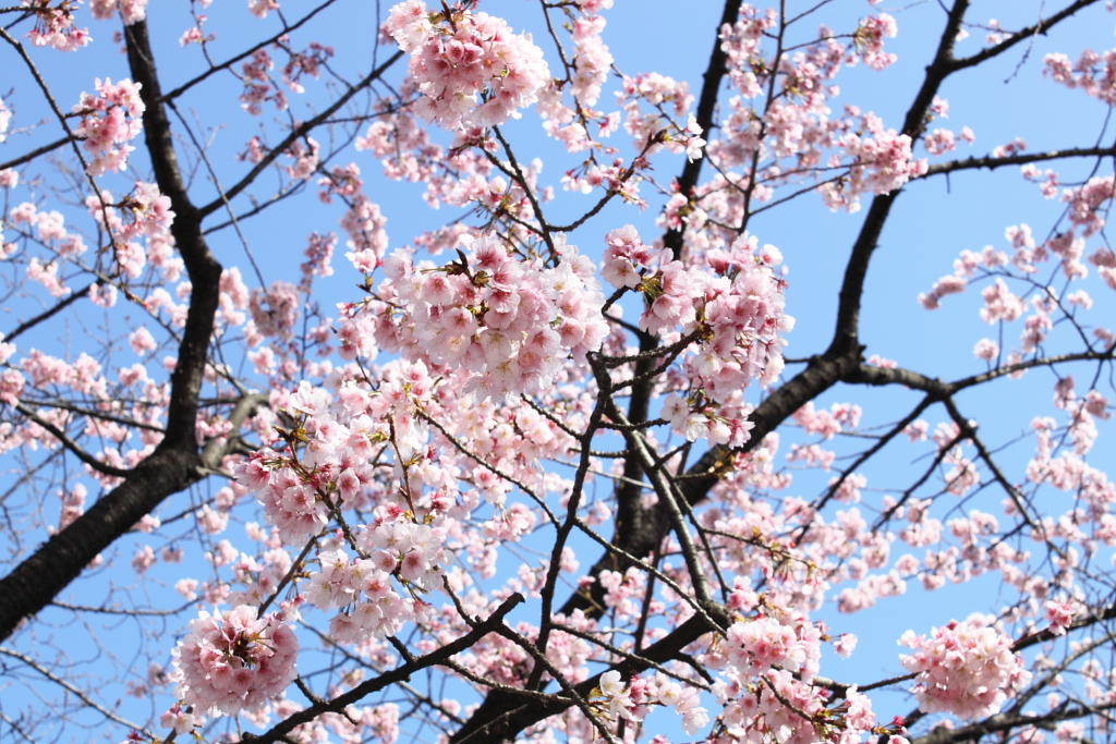 桜