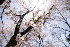 東京桜