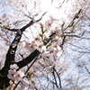 東京桜