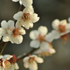 梅