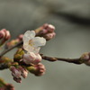 初桜