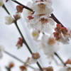 雪梅
