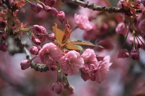 桜