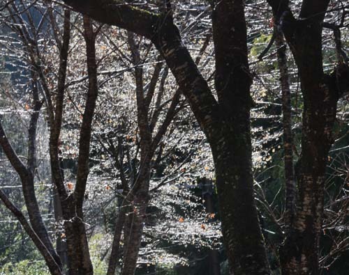 小枝たちの潤い