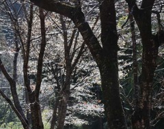 小枝たちの潤い