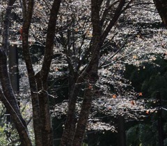 小枝たちの潤い２