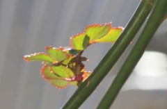 気持ちよさそう