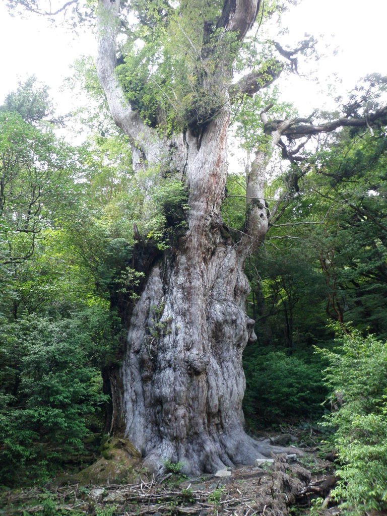 縄文杉①