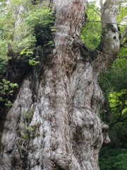 縄文杉②
