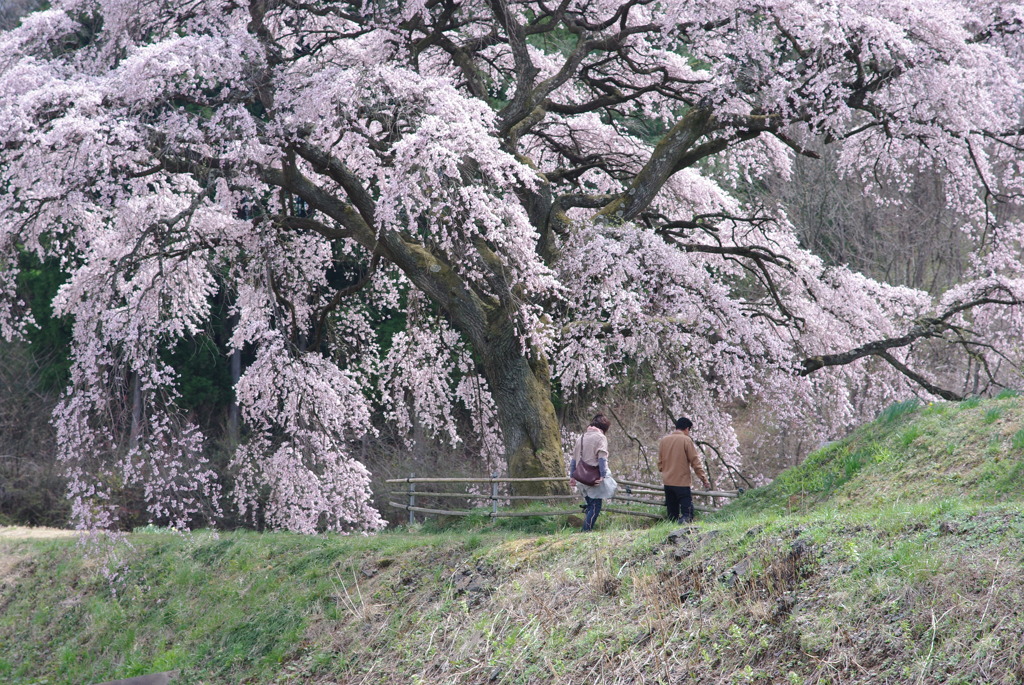 芳水の桜。