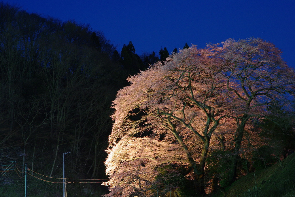 夜桜