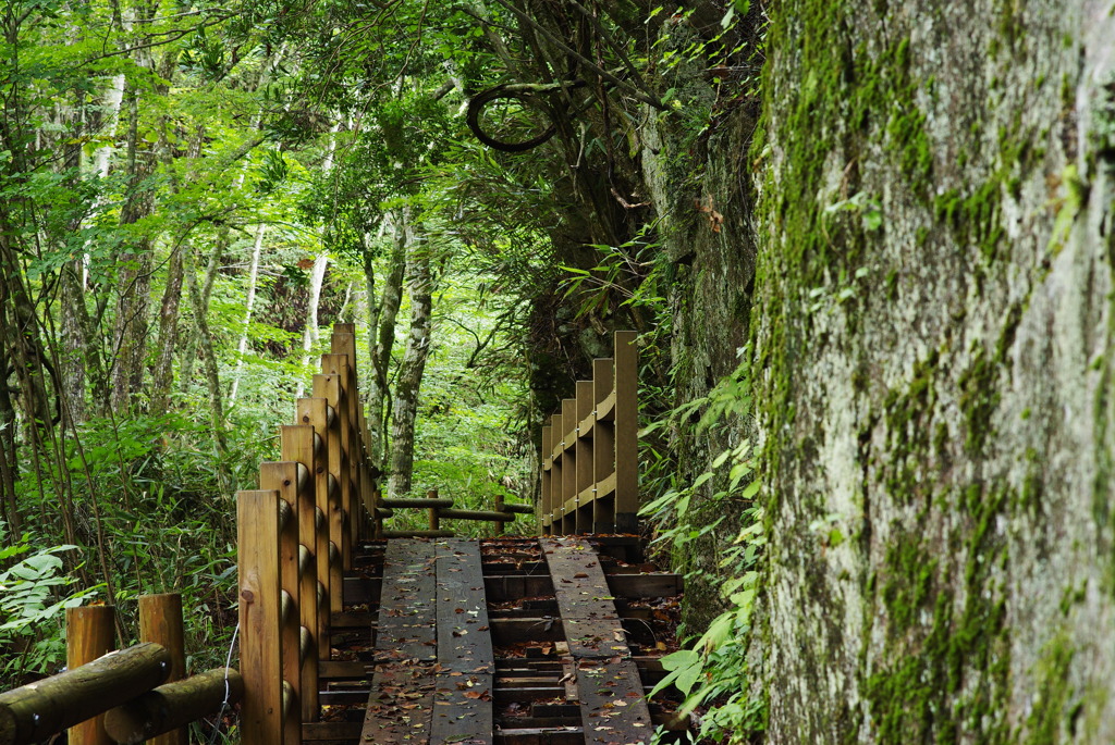 森林の遊歩道