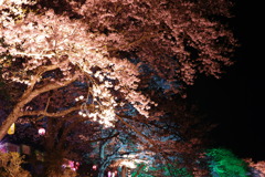 夜桜色々