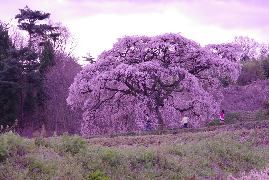 芳水の桜に感謝。