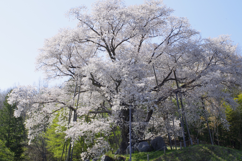 越代の桜