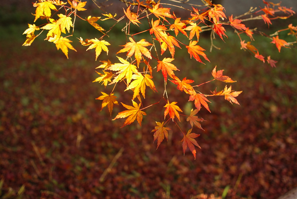 手のひらを太陽に