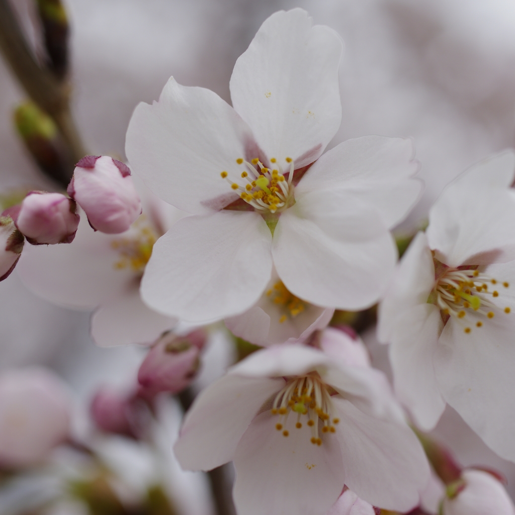 桜