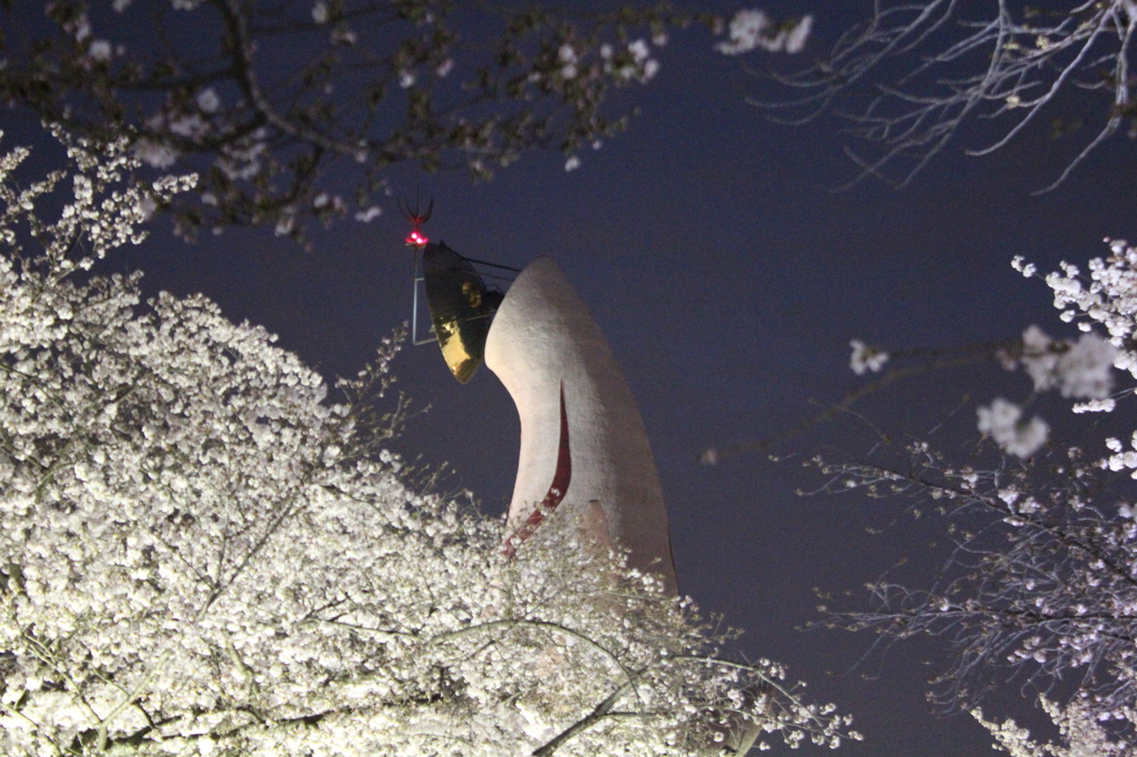 2015 万博公園夜桜　１