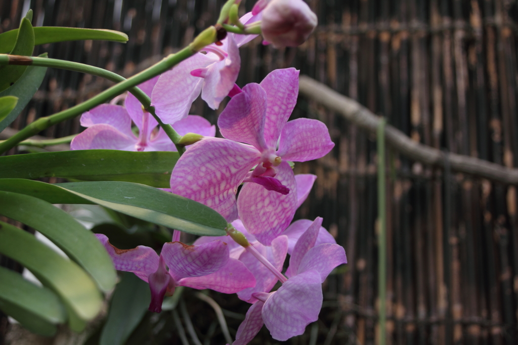 福知山市都市緑化植物園　1