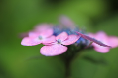 矢田寺　紫陽花