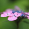 矢田寺　紫陽花