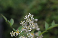 ナンテンの花