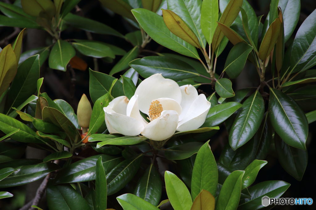 何の花？