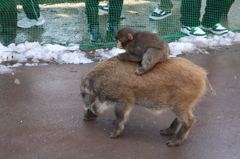 福知山市動物園　2