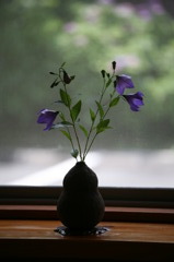 何という名の花でしょうか?